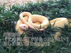 白蛇財布『その買い方ではもったいない？正しい買い方と使い方』